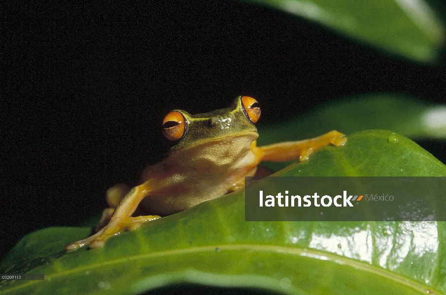 Rana australiana (Litoria sp) en la hoja, Papua Nueva Guinea