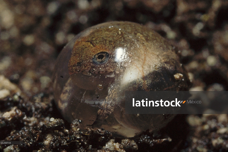 Isla Salomón rana (Ceratobatrachus guentheri), Islas Salomón, Pacífico Sur