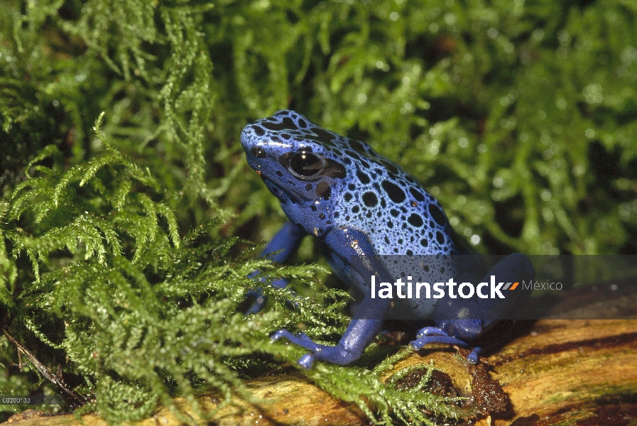 Blue Poison Dart Frog (Dendrobates azureus), Sabana de Sipaliwini, Suriname