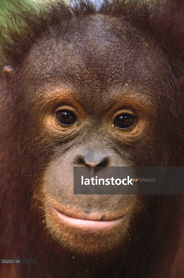 Retrato de primer plano orangután (Pongo pygmaeus) de juveniles, Borneo