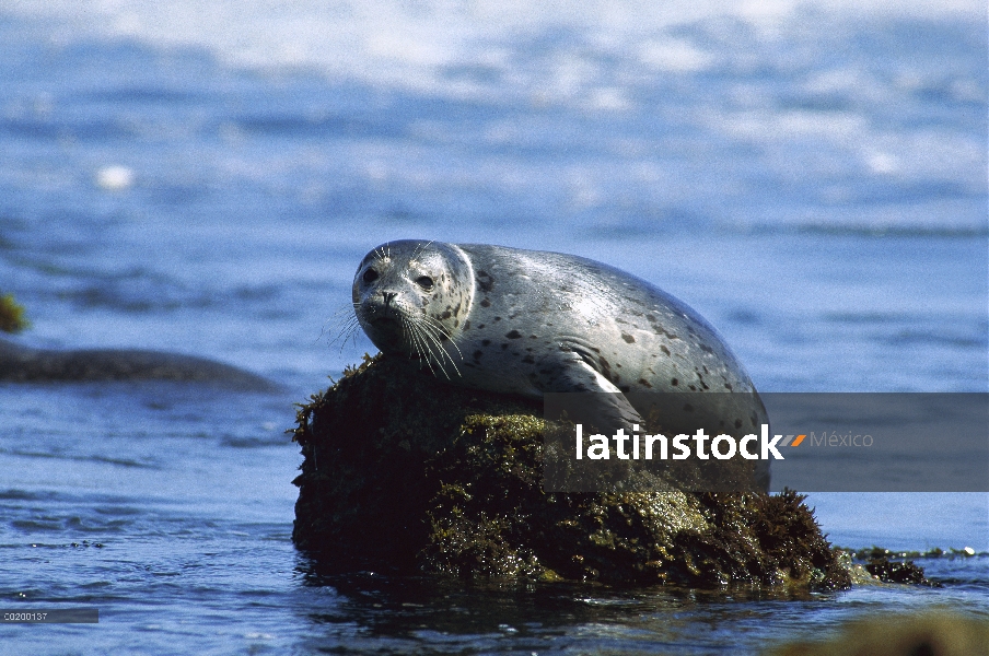 Sello de puerto (Phoca vitulina) sacados en una roca Costa del Pacífico, América del norte