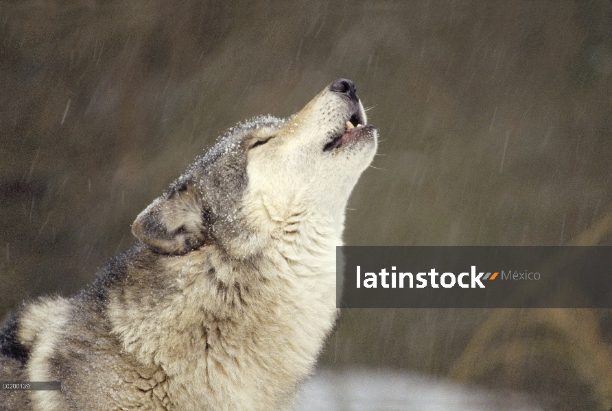 Lobo (lupus de Canis) grito, templado América del norte