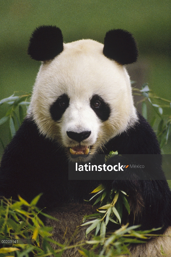 Panda gigante (Ailuropoda melanoleuca) alimentándose de bambú, China