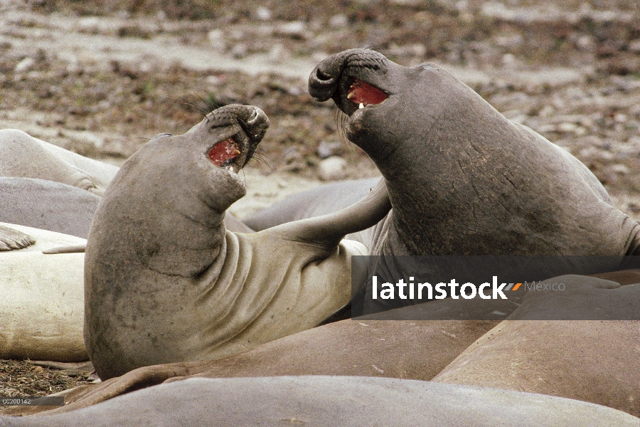 Machos de elefante marino (Mirounga angustirostris) norte lucha, Ano Nuevo, California