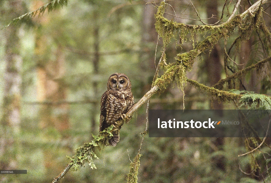 Norte búho manchado (Strix occidentalis de Strix) perchado en la rama en el bosque, Noroeste Pacífic