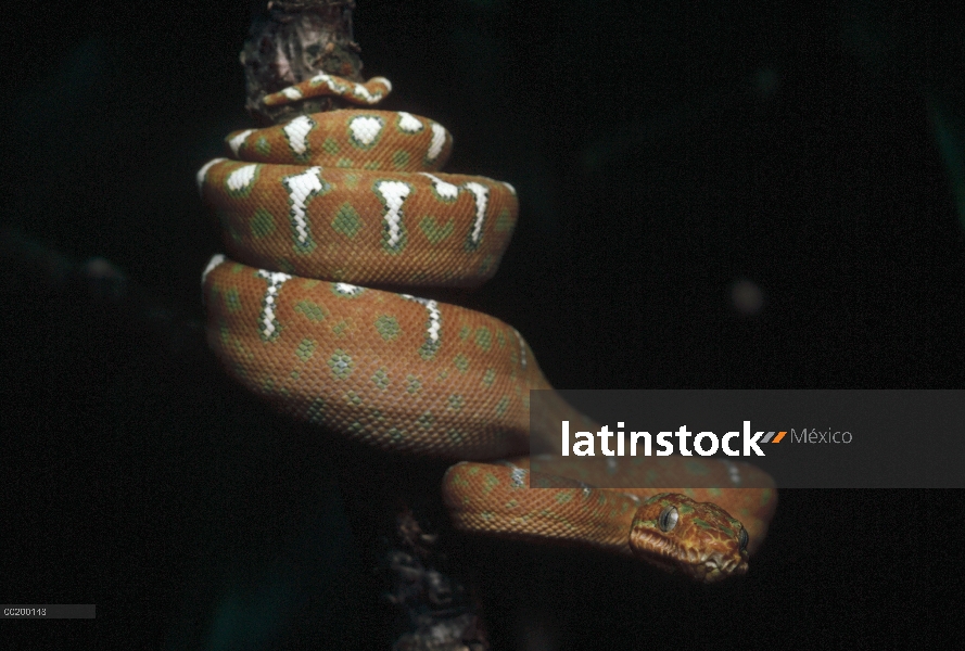 Esmeralda Boa (Corallus caninus) de árbol Neotrópico, Cuenca del Amazonas