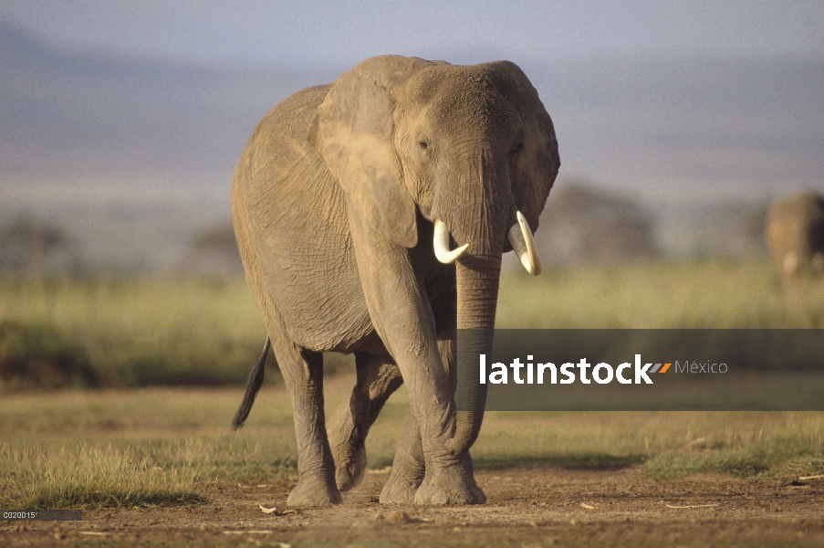 Elefante africano (Loxodonta africana) caminando hacia el este de África, subsahariana, cámara de