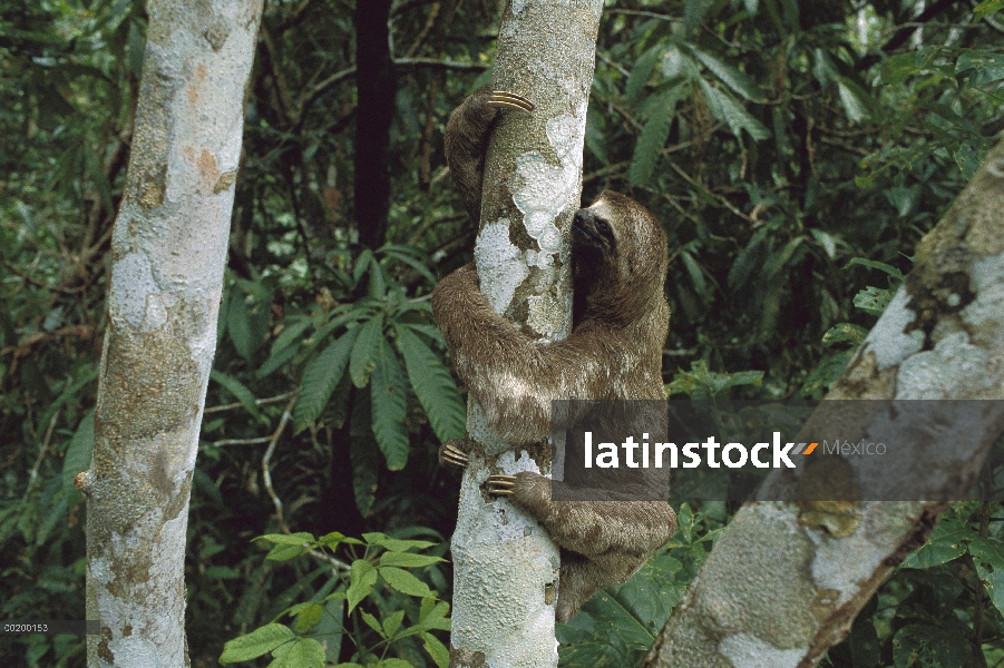 Pálido-throated perezoso de tres dedos (Bradypus tridactylus) escalada del árbol tronco, Cuenca del 