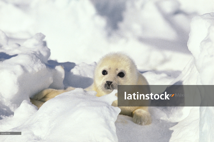 Arpa de Seal (Phoca groenlandicus) pup, Golfo de San Lorenzo, Canadá