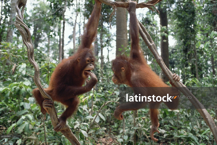 Par de orangután (Pongo pygmaeus) jugando en los árboles, Borneo