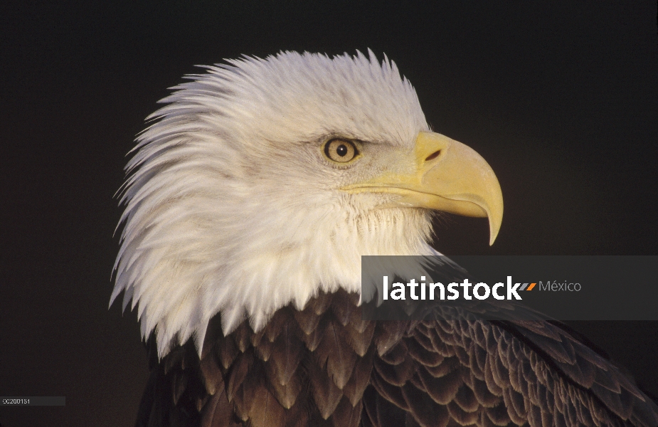 Retrato de águila calva (Haliaeetus leucocephalus), América del norte