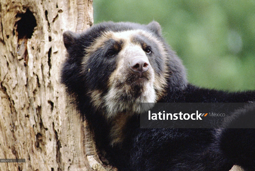 Cautivo de anteojos oso (Tremarctos ornatus), Perú