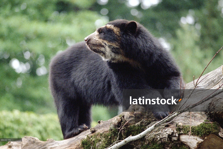 Cautivo de anteojos oso (Tremarctos ornatus), Perú