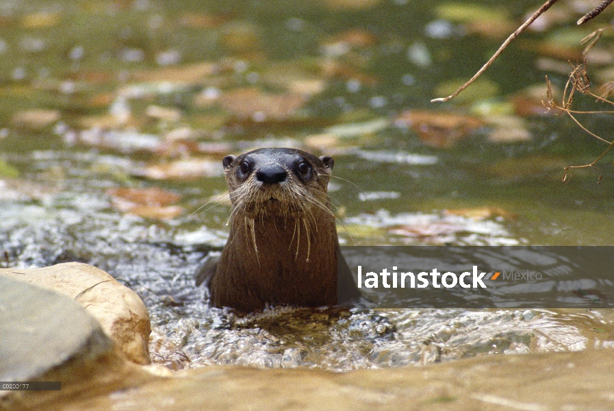 Retrato de la América del norte nutria de río (Lontra canadensis) con la cabeza fuera del agua, acuá