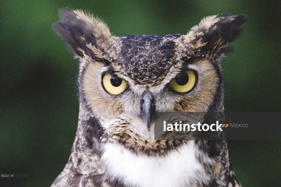 Retrato de Great Horned Owl (Bubo virginianus), vista frontal, América del norte