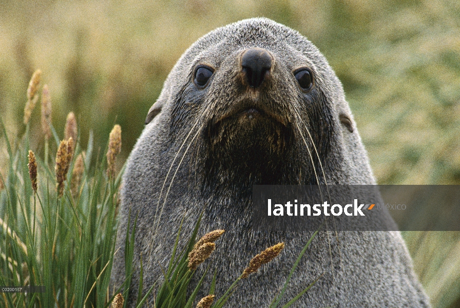 Lobo marino del Antártico (Arctocephalus gazella), Georgia del Sur isla