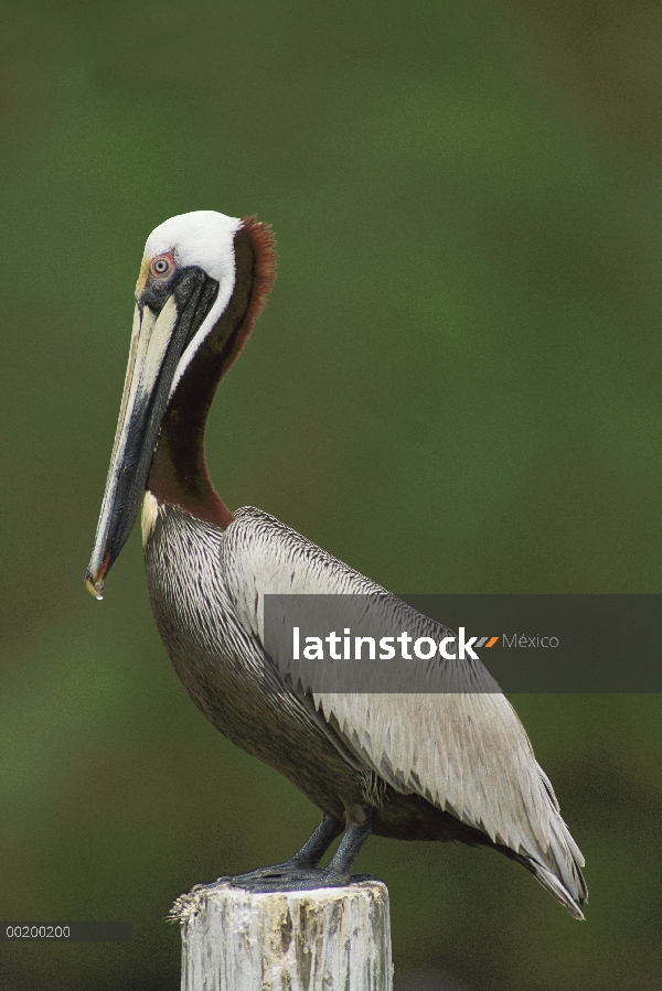 Pelícano Pardo (Pelecanus occidentalis), encaramado en una columna, América del norte