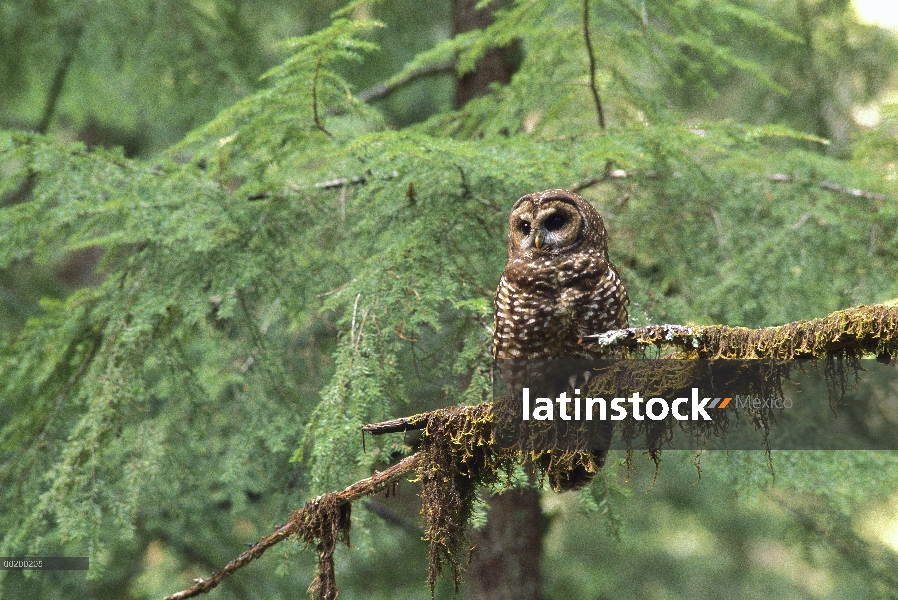 Buho manchado norteño (Strix occidentalis de Strix) en moss cubierto rama en bosque húmedo templado,