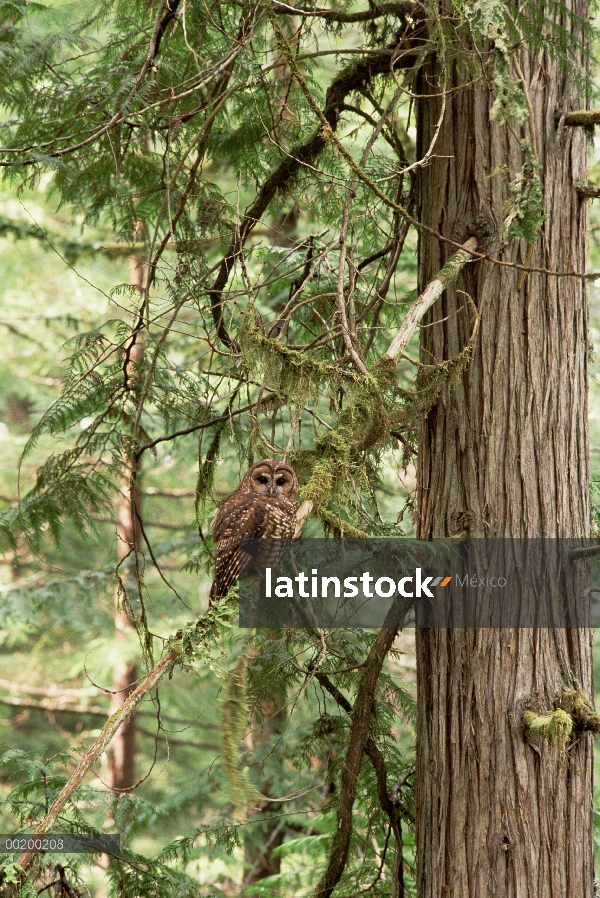 Norte búho manchado (Strix occidentalis de Strix) perchado en la rama en el bosque, la costa noroest