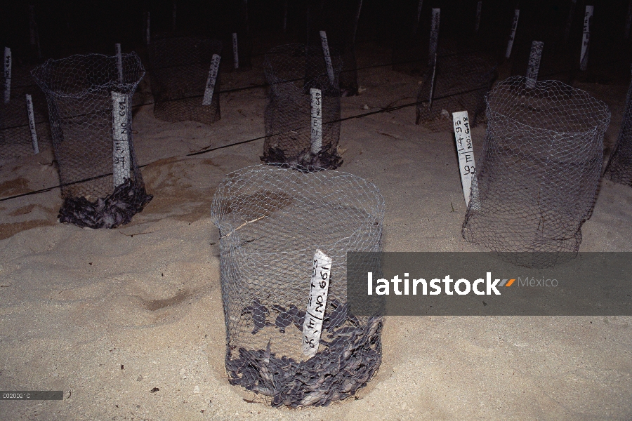 Crías de tortuga verde (Chelonia mydas) de programa de cría en cautividad, Pacífico Sur