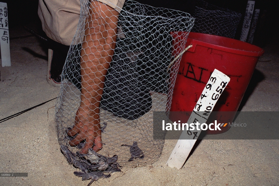 Crías de tortuga verde (Chelonia mydas) de programa de cría en cautividad, Pacífico Sur