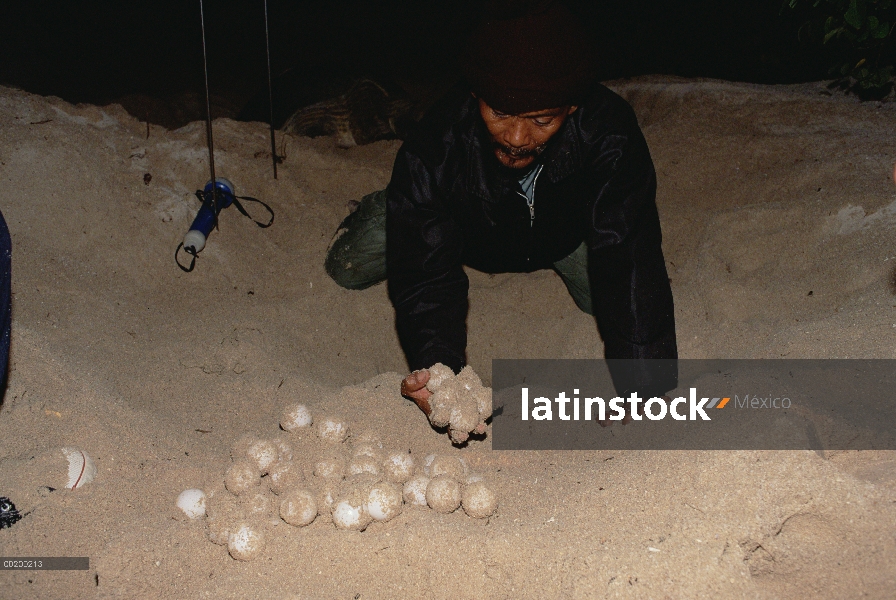 Huevos de tortuga verde (Chelonia mydas) es obtenido por guardabosques en preparación para la incuba