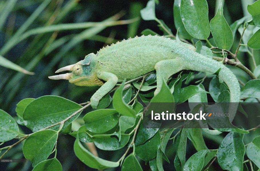 Camaleón de Jackson (Chamaeleo jacksonii) en árbol, de la África del este