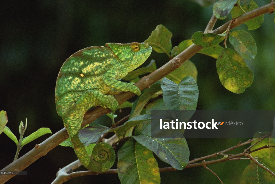 Camaleón (Calumma parsonii) hembra, este bosque tropical de Parson, Madagascar