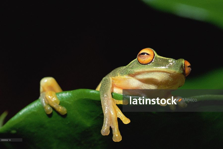 Rana de árbol Australasia (Litoria sp) colgando sobre el borde de la hoja, Papua Nueva Guinea