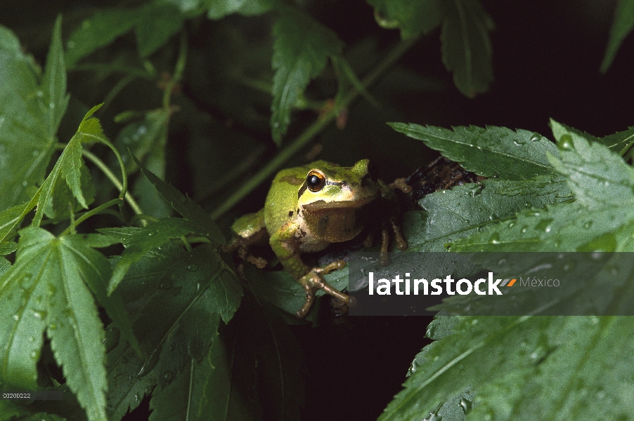 Rana pacífica del árbol (Hyla regilla), Costa del Pacífico, América del norte