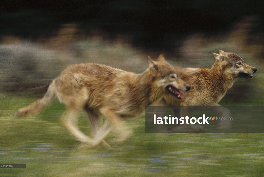 Lobo (lupus de Canis) par corriente, templado de Norteamérica