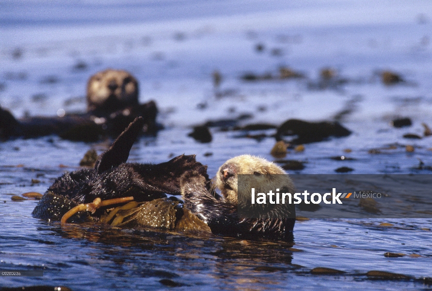 Nutria marina (Enhydra lutris) natación en espalda con algas en su vientre y la otra nutria en fondo