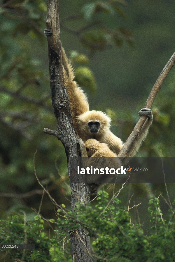 Padre de gibón (Hylobates lar) manos con bebé en árbol, norte de Tailandia