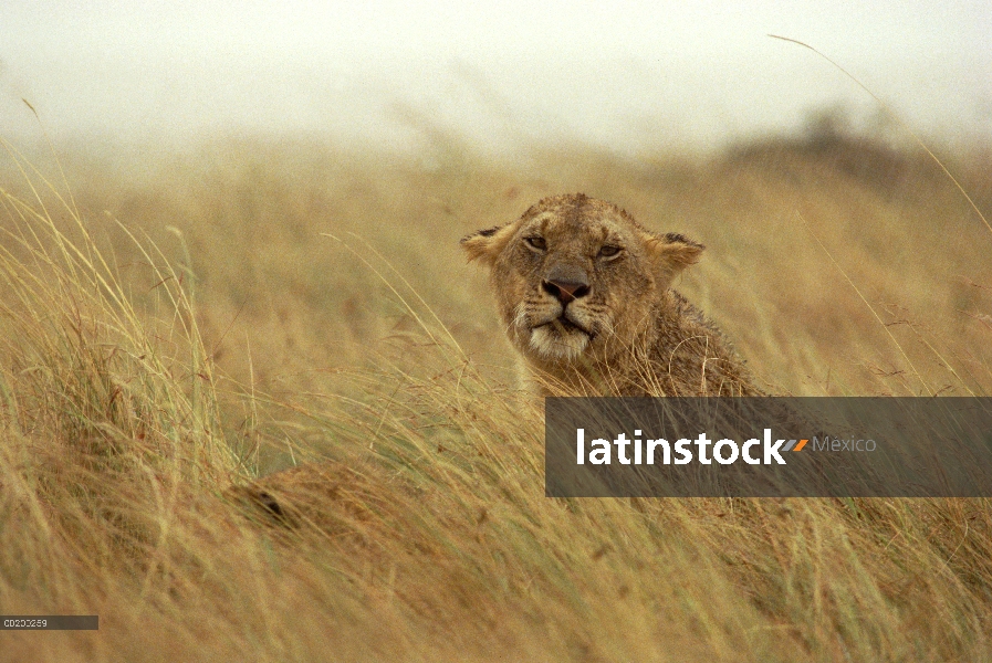 Mujer de León africano (Panthera leo) en tormenta, Reserva Nacional de Masai Mara, Kenia