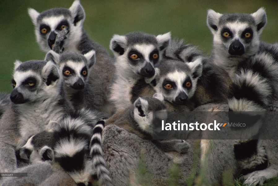 Los lemures (catta de Lemur) grupo, Washington Park Zoo, Portland, Oregon, donde es endémico a Madag