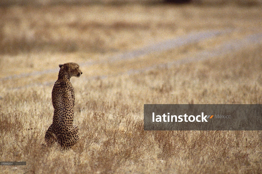 Guepardo (Acinonyx jubatus) retrato, Reserva Nacional de Samburu, Kenya