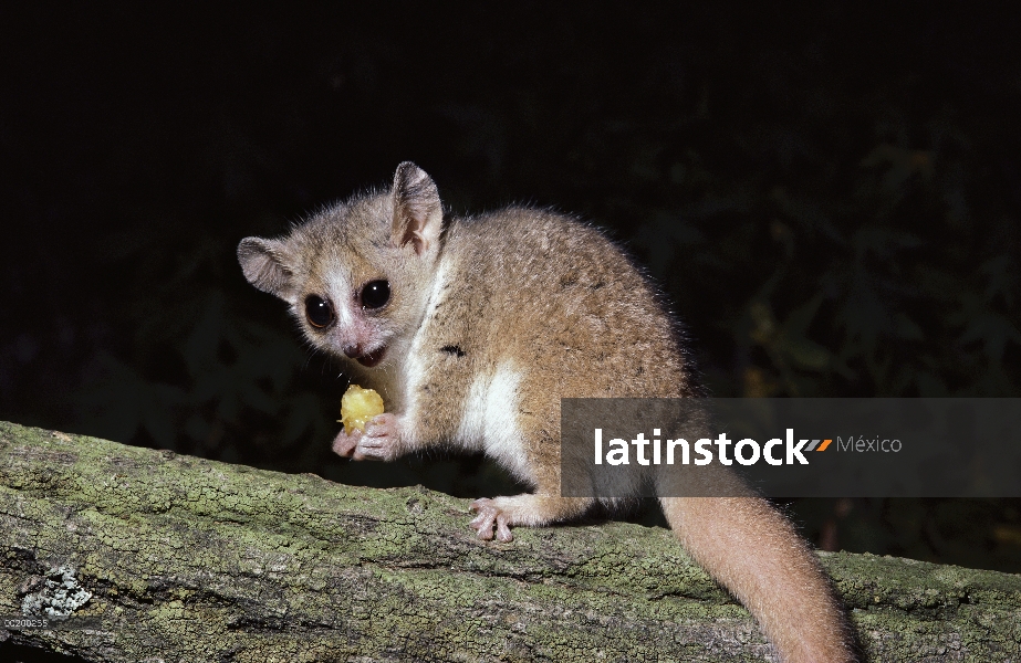 Lémur gris del ratón (Microcebus murinus) comer, Woodland Park Zoo, Seattle, Washington