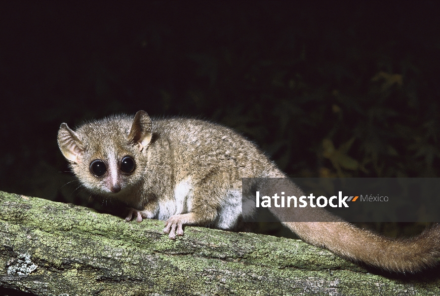 Gris ratón lémur (Microcebus murinus) en rama, especie endémica de Madagascar