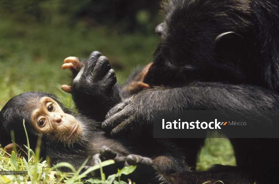 Chimpancé (Pan troglodytes) del grupo de la preparación, Parque Nacional de Gombe Stream, Tanzania