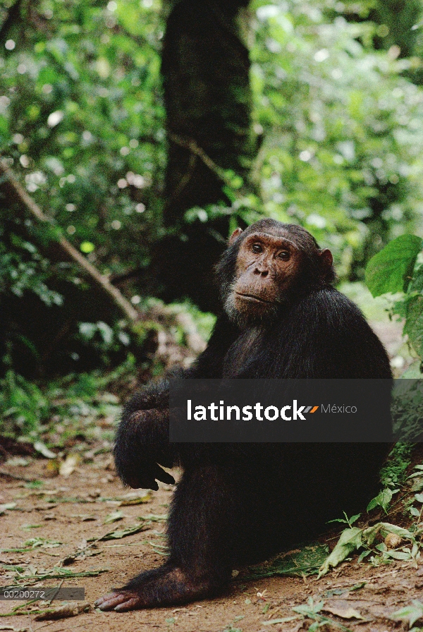 Chimpancé (Pan troglodytes) en el suelo del bosque, Parque Nacional de Gombe Stream, Tanzania