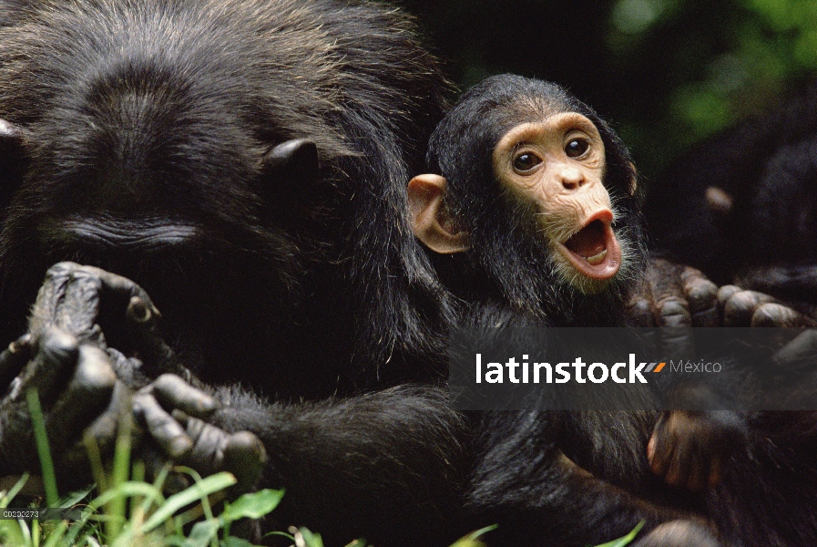 Chimpancé (Pan troglodytes) mamá y bebé, Parque Nacional de Gombe Stream, Tanzania