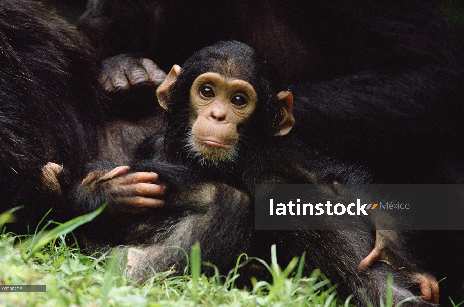 Chimpancé (Pan troglodytes) mamá, bebé, Parque Nacional de Gombe Stream, Tanzania