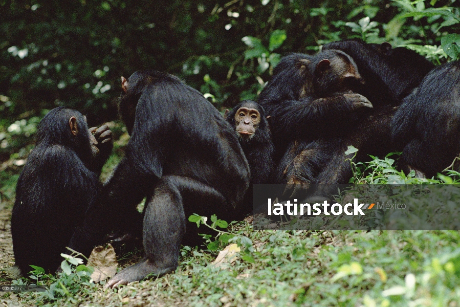 Chimpancé (Pan troglodytes) de la preparación, tren, Parque Nacional de Gombe Stream, Tanzania