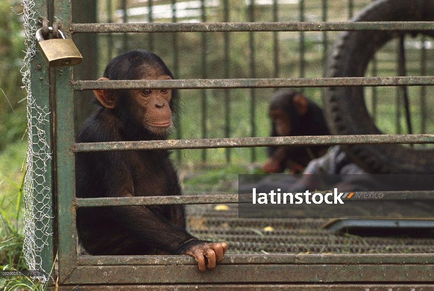 Bebés chimpancé (Pan troglodytes) fueron confiscados son ahora veterinario centro, Parque Nacional d