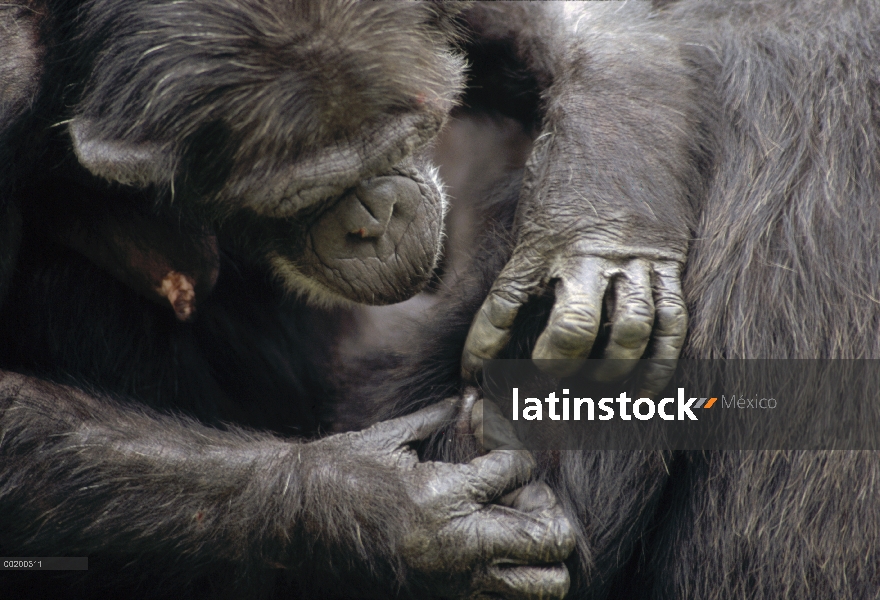 Chimpancé (Pan troglodytes) del grupo de la preparación, Parque Nacional de Gombe Stream, Tanzania