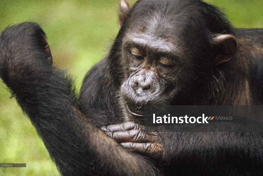 Chimpancé (Pan troglodytes) llamado Frodo aseo, Parque Nacional de Gombe Stream, Tanzania