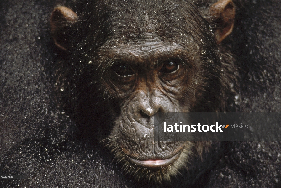 Chimpancé (Pan troglodytes) en lluvia, Frodo, Parque Nacional de Gombe Stream, Tanzania