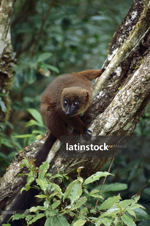 Lémur de vientre rojo (Eulemur rubriventer) en árbol, Parque Nacional Ranomafana Madagascar