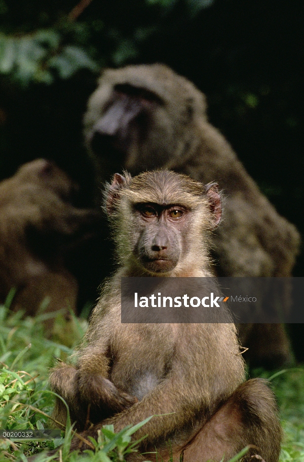 Jóvenes de Olive Baboon (Papio anubis), Parque Nacional de Gombe Stream, Tanzania