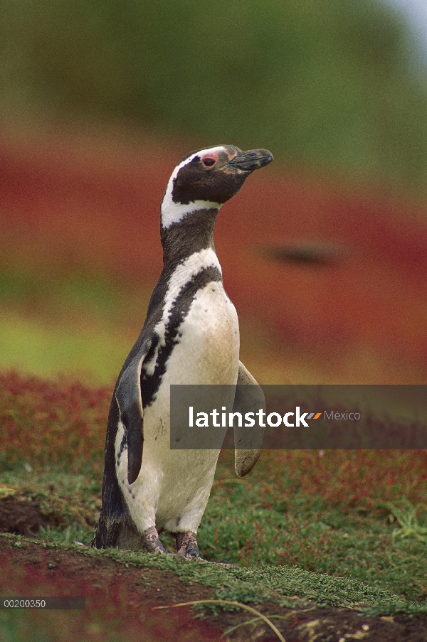 Pingüino de Magallanes (Spheniscus magellanicus) retrato, oeste isla de Malvinas, Malvinas